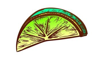 Lime Exotic Citrus Cut Slice Color Vector