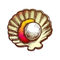 Scallop Meat In Shell Seafood Color Vector