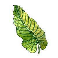 Philodendron Melanochrysum Color Leaf Hand Drawn Vector