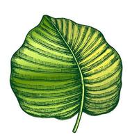 anthurium regale hoja tropical color dibujado a mano vector