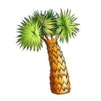 Palm Leaves Tree High Trunk Color Vector