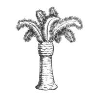 vector monocromo de árbol tropical de la costa de palmeras