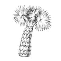 Palm Leaves Tree High Trunk Monochrome Vector