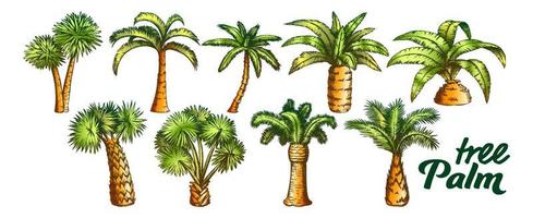 Palm High And Small Trunk Trees Set Color Vector