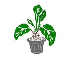 Plant in the pot vector