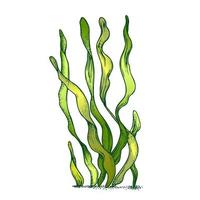 Underwater Organism Algae Seaweed Doodle Vector