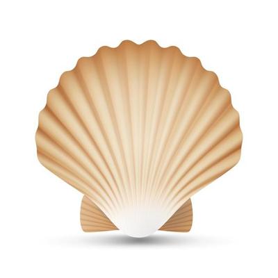 Scallop Seashell Vector. Realistic Sea Shell Close Up. Isolated On White. Illustration