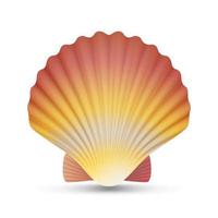 Scallop Seashell Vector. Realistic Scallops Shell Isolated On White Background Illustration vector