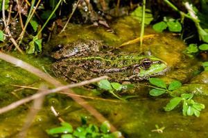A green toad sits in the water close up photo