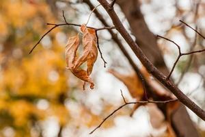Withered autumn leaves on a tree branch photo