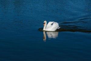 hermoso cisne flota en el lago foto