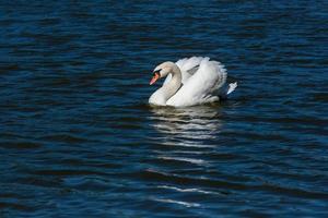 Beautiful swan floats on the lake photo