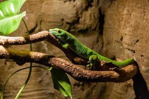 Green gecko lizard sits on a close-up branch photo
