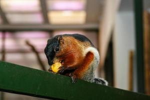Squirrel eats fruit with a large plan photo