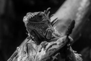 iguana yace en una rama foto