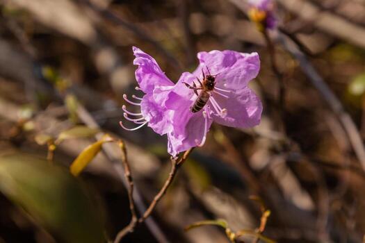 Macro of a branch of Ledum flower photo