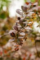 Spring bushes with leaves on which drops of rain photo