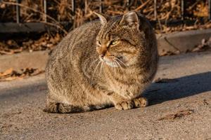 The street cat is heated in the sun's rays photo