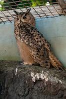 Beautiful owl close up photo