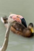 Flamingo walks on water photo