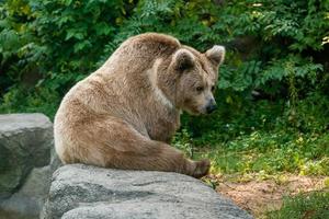 A bear on the shore of a lake photo