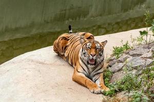 tigre descansando en la naturaleza cerca del agua foto