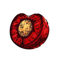 cherry pit sketch hand drawn vector