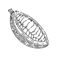 cocoa bean sketch hand drawn vector