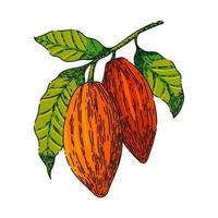 bosquejo de grano de cacao vector dibujado a mano