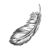 Lost Bird Outer Element Feather Monochrome Vector