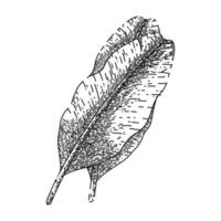 leaf banana sketch hand drawn vector