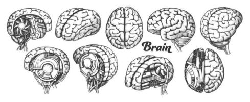 Collection In Different Views Brain Set Vector