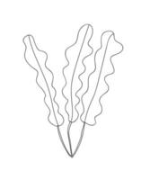 Seaweed vector doodle illustration. Hand drawn ink seaweed plant illustration.