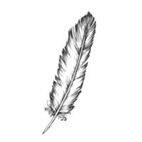 Decorative Bird Element Feather Monochrome Vector