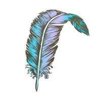 Color Decorative Bird Element Feather Vintage Vector