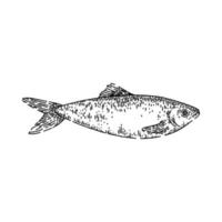 herring fish sketch hand drawn vector