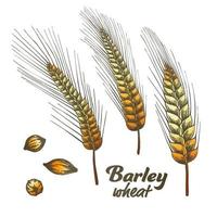 Color Designed Barley Wheat Spike And Seed Set Vector