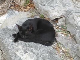 Domestic black cat is sleeping on the stone wall