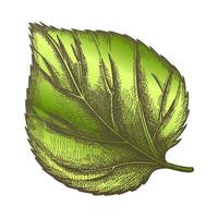 Color Nature Leaf Of Herbaceous Hop Plant Closeup vector
