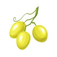 Ilustración de vector de dibujos animados maduro verde uva