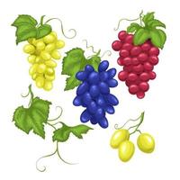 conjunto de racimos de vino de uva ilustración vectorial de dibujos animados vector
