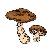 shiitake mushroom sketch hand drawn vector