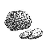 truffle mushroom sketch hand drawn vector