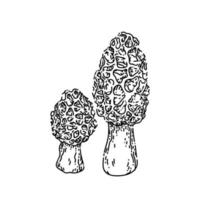 morel mushroom sketch hand drawn vector