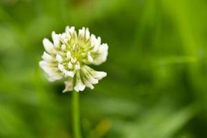 The clover flower in the green field.Trifolium repens photo