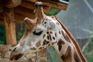 South african giraffe on safari park photo