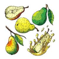 fruit pear set sketch hand drawn vector