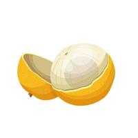 longan fresh cartoon vector illustration