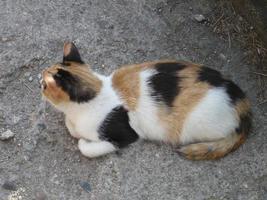 A funny three-colored cat resting peacefully photo