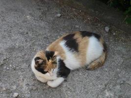 un divertido gato de tres colores descansando en paz foto